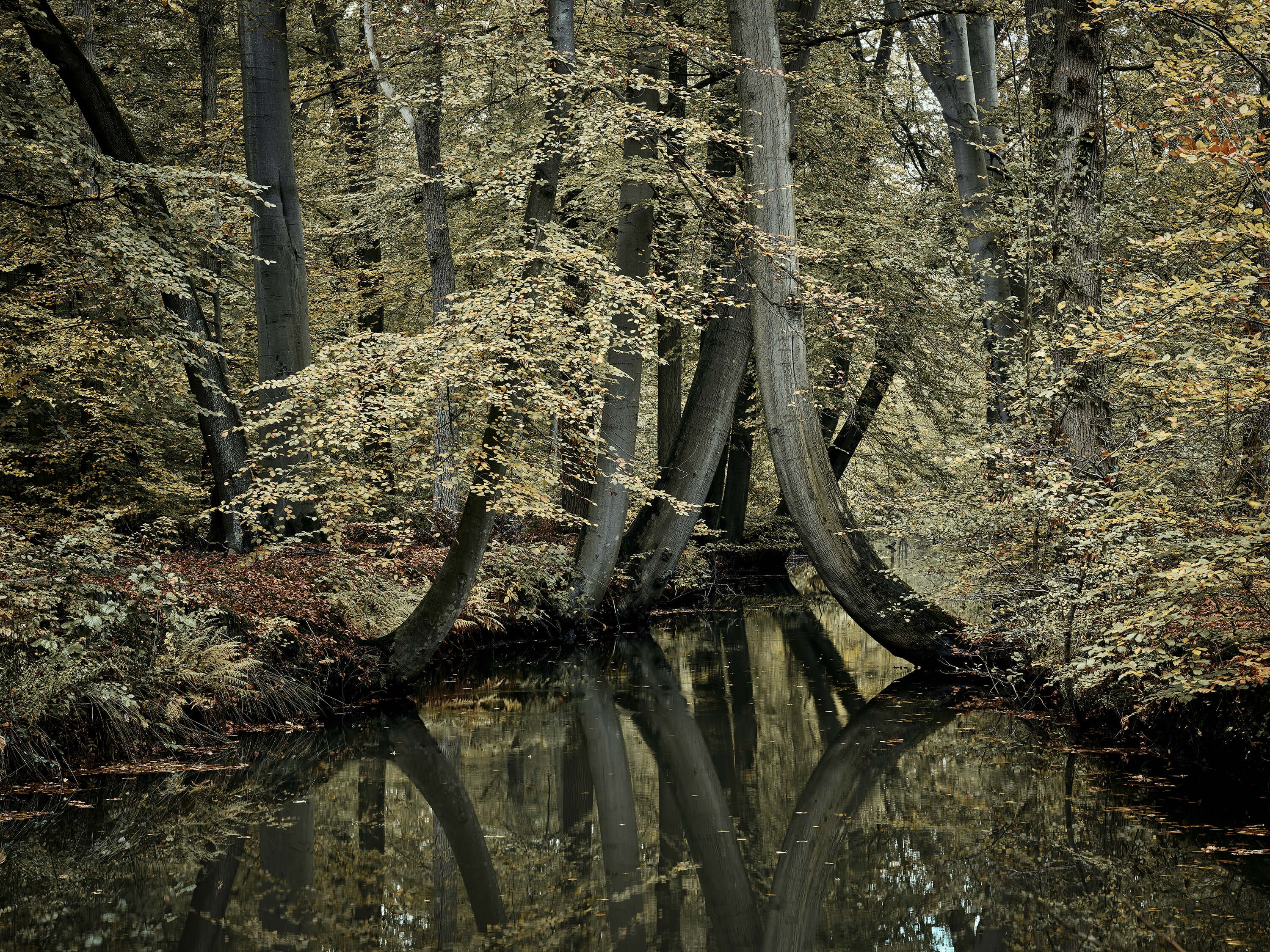 wallpaper Ruisseau avec des arbres suspendus