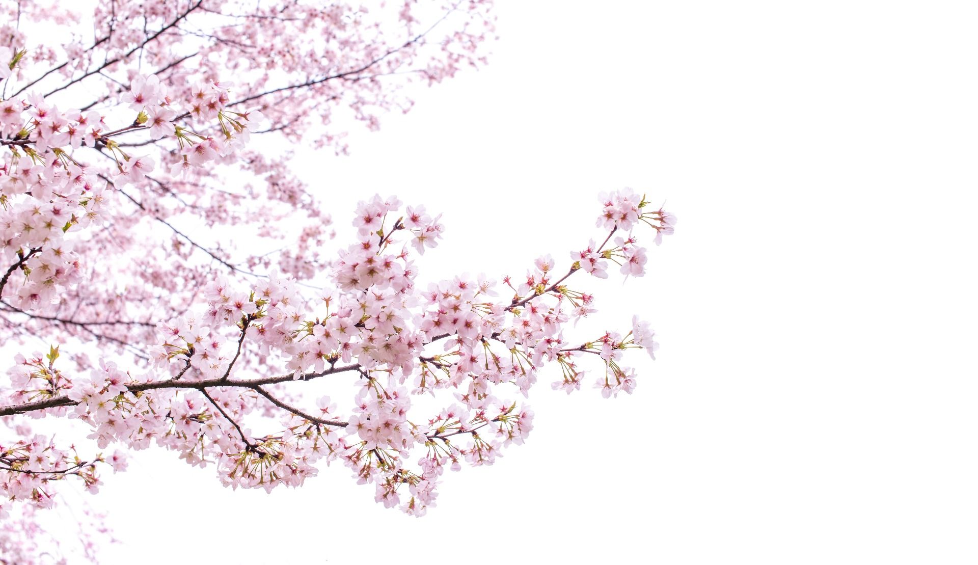 Branches de fleurs roses