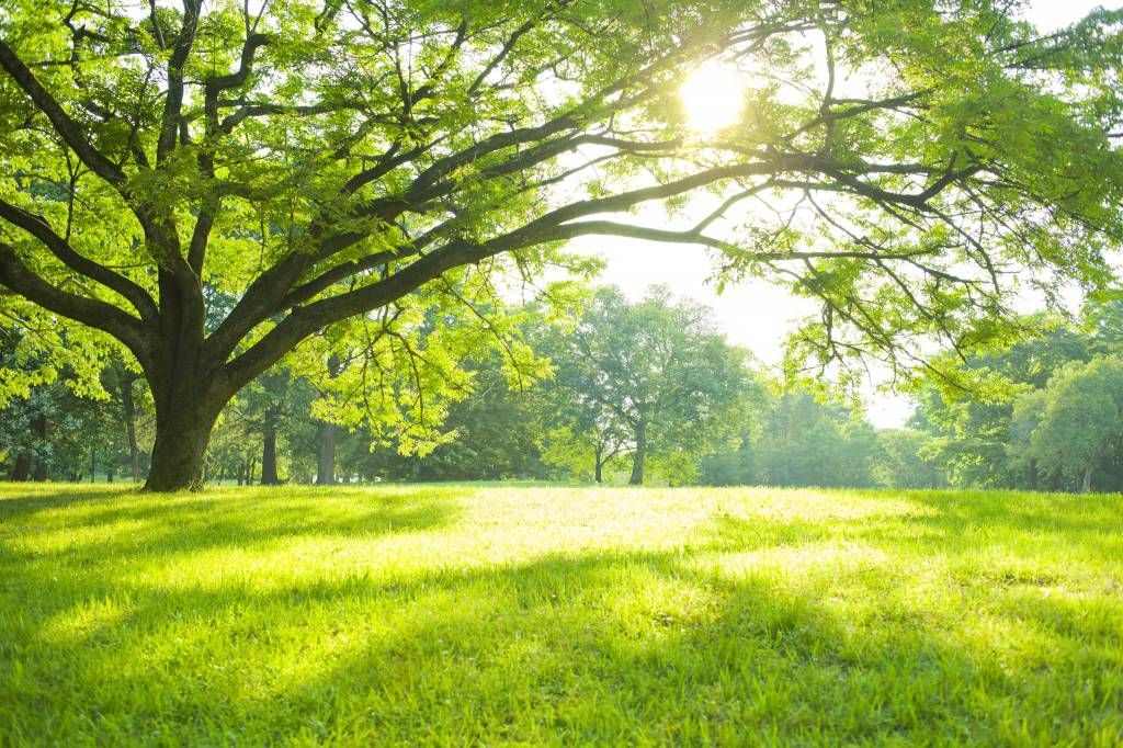 Bel arbre avec de l'herbe verte