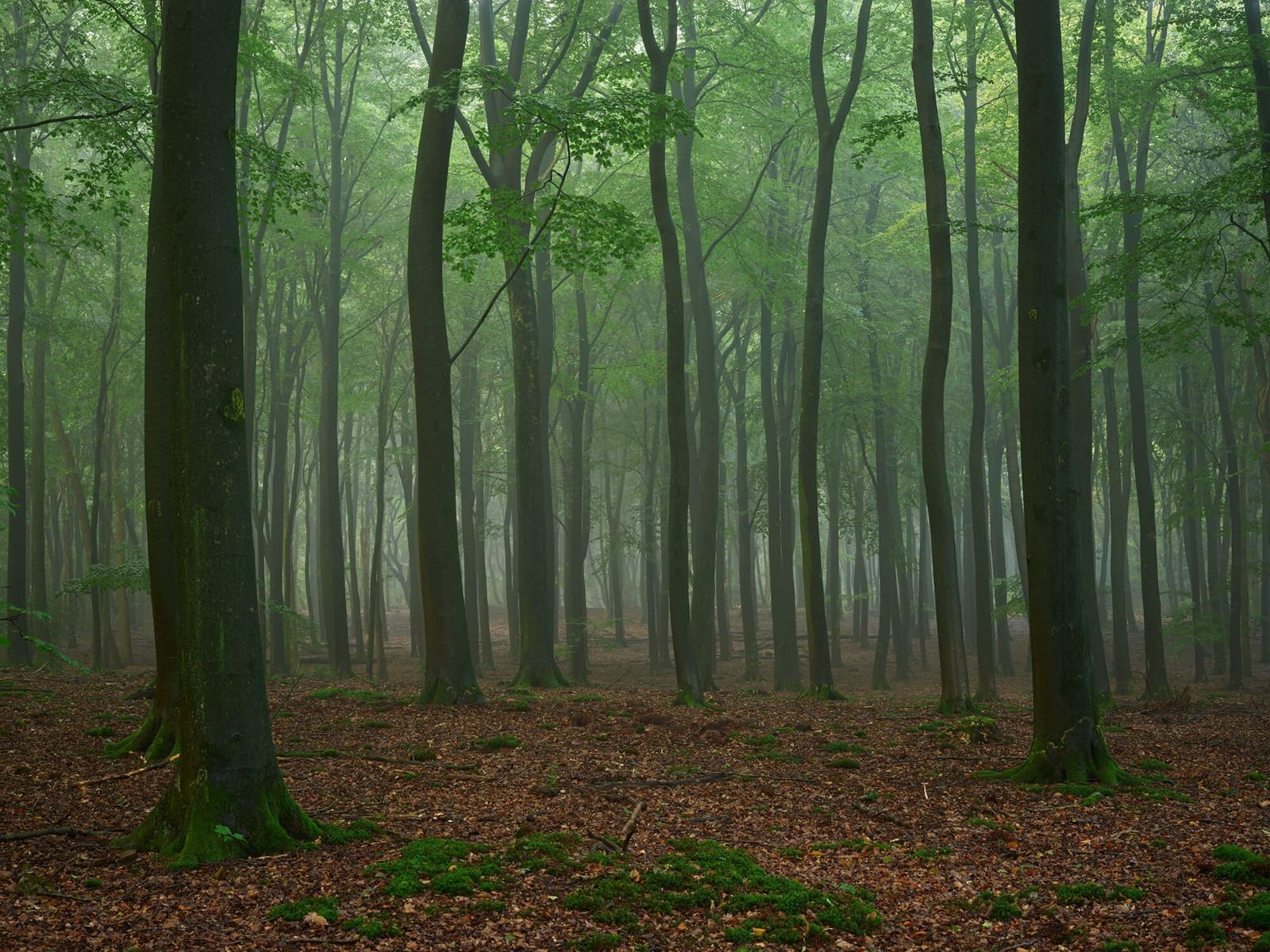 Brouillard dans la forêt