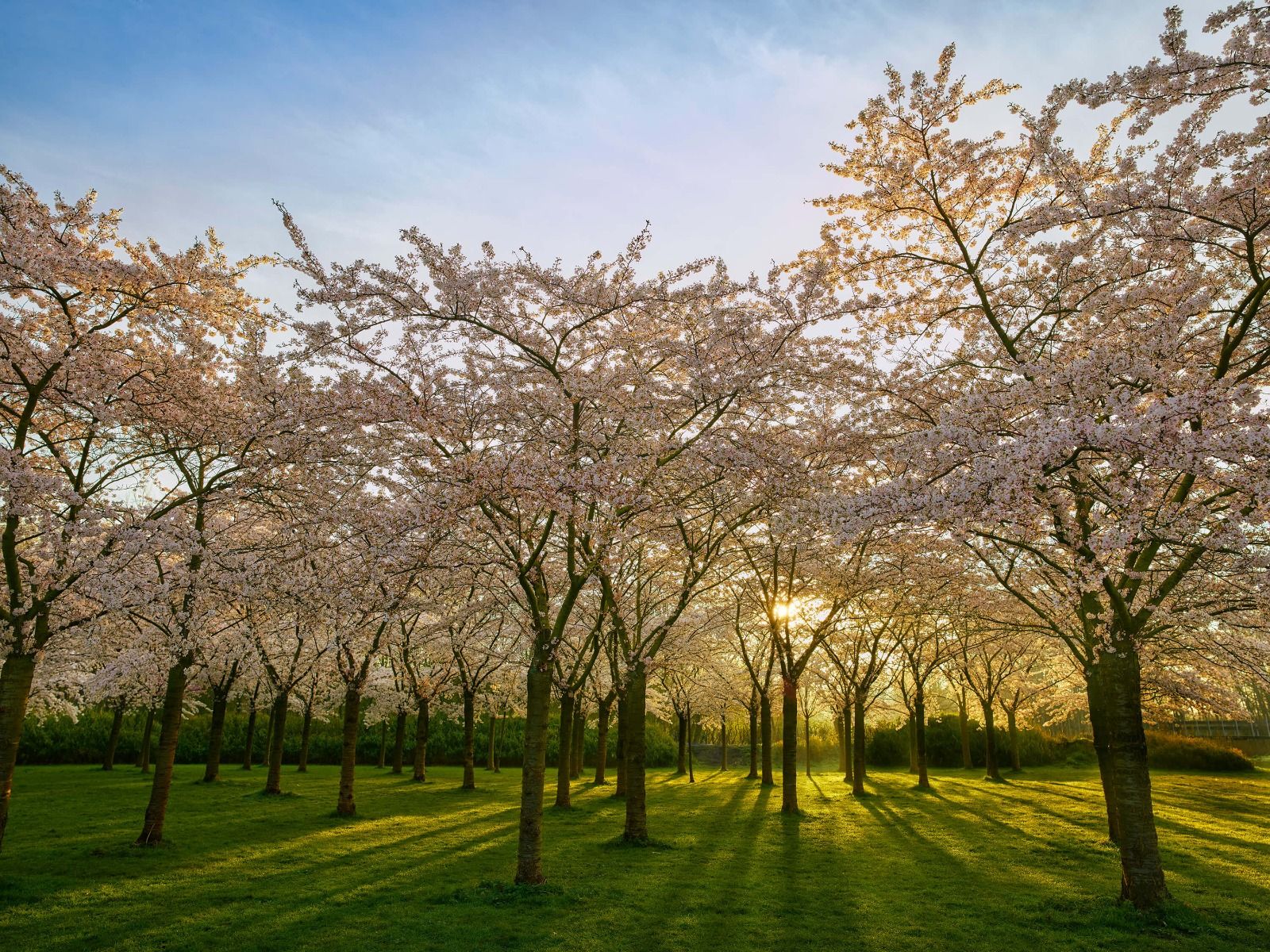 Arbres à fleurs