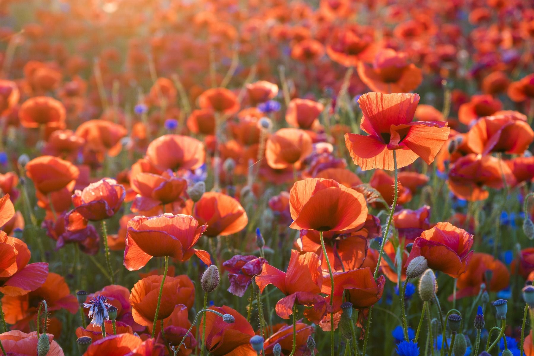 Des coquelicots dans la lumière du soir