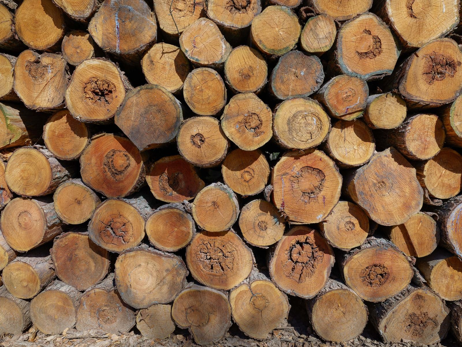 Pile de troncs d'arbres