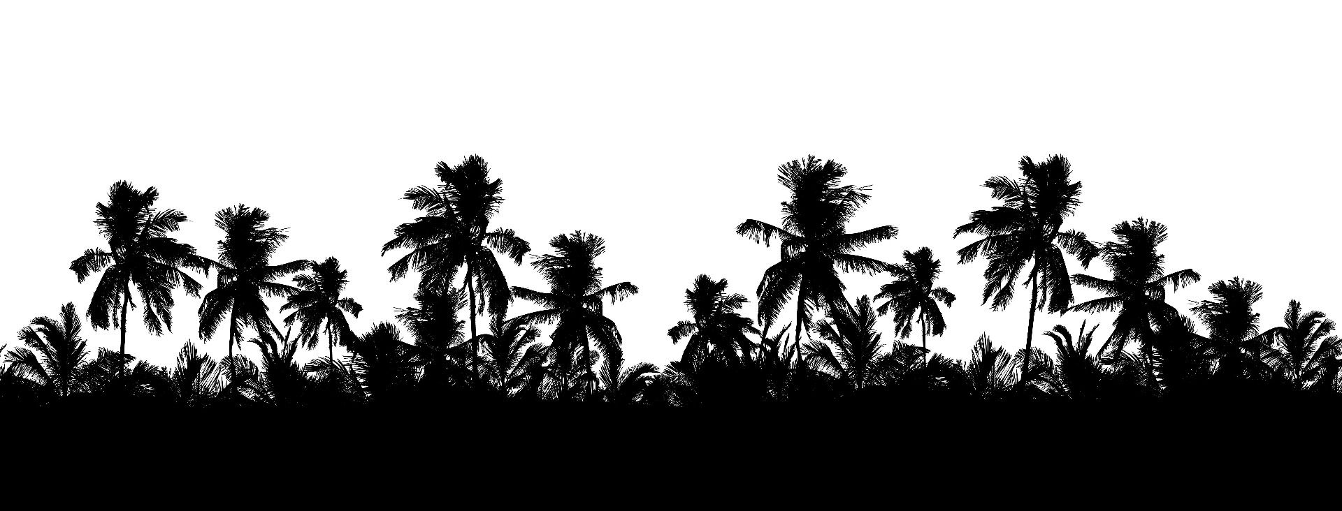 Silhouette de palmiers