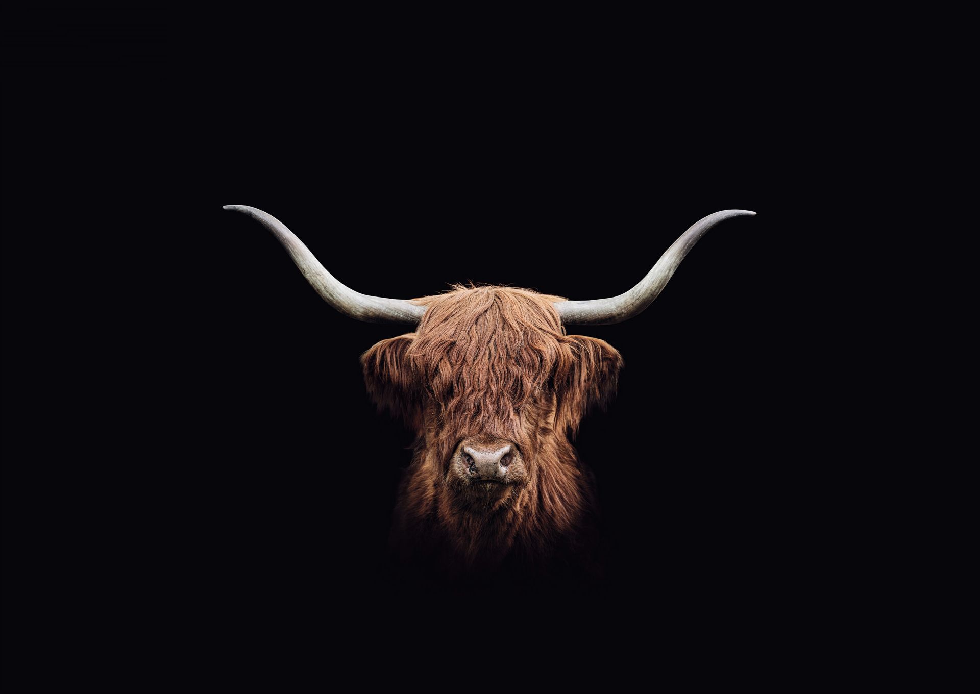 Highland écossais Vintage