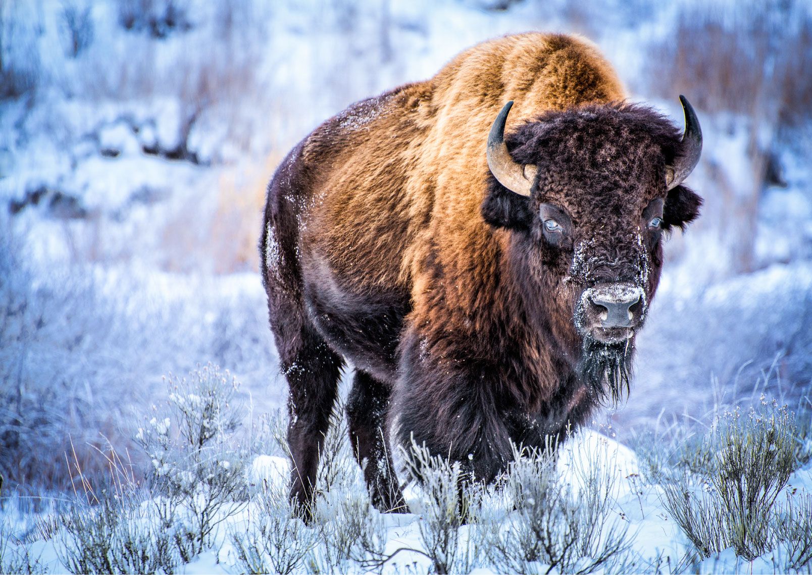 Bison