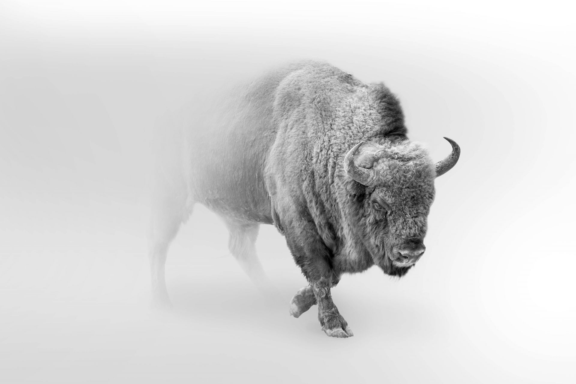 Bison  Produit