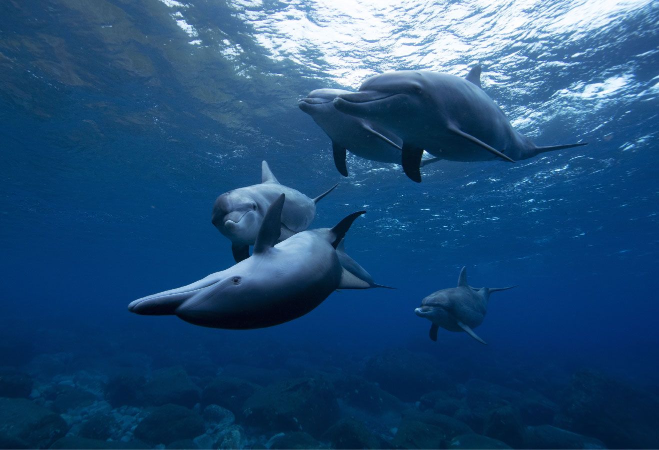 Dauphins joyeux