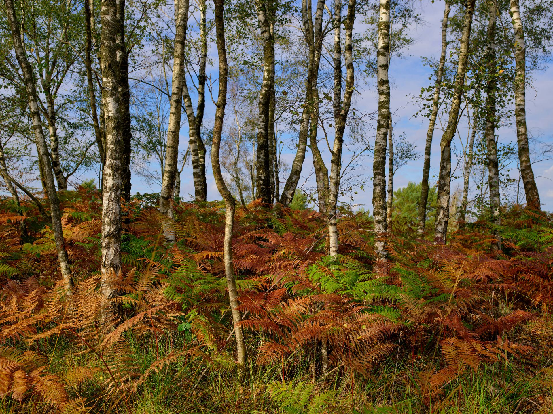Bouleaux avec fougères colorées