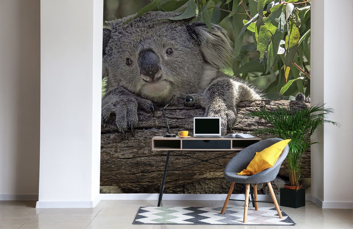 MuchoWow Papier peint Koala - Ours Koala - Filles - Garçons - Animaux Papier  peint photo 240x240 cm Papier peint imprimé : : Bricolage