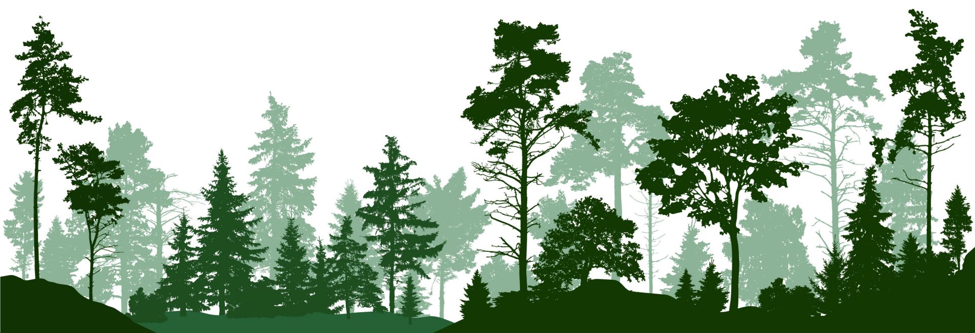Forêt verte de conifères