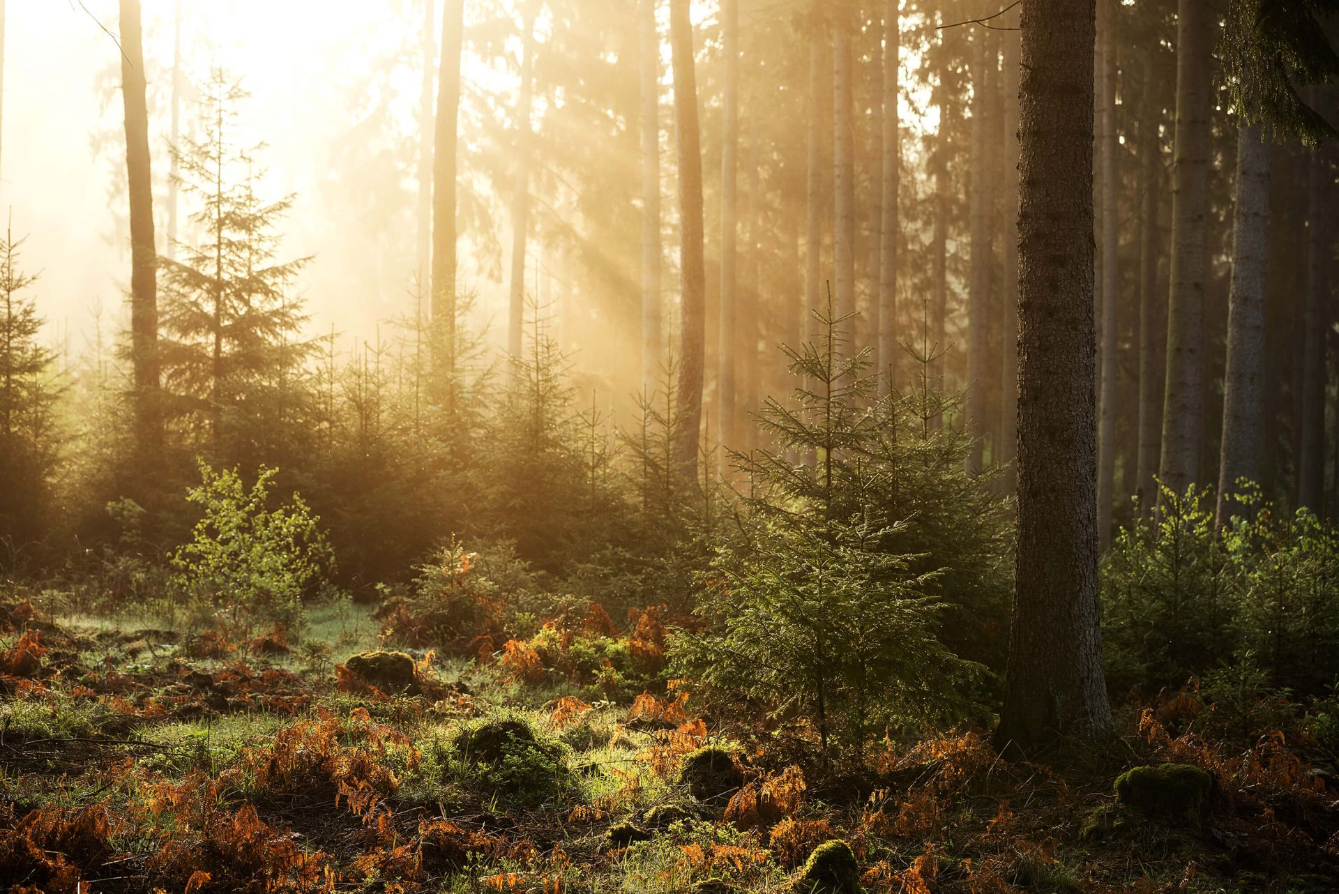 Tenture Murale Forêt Verdoyante et Rayons de Soleil