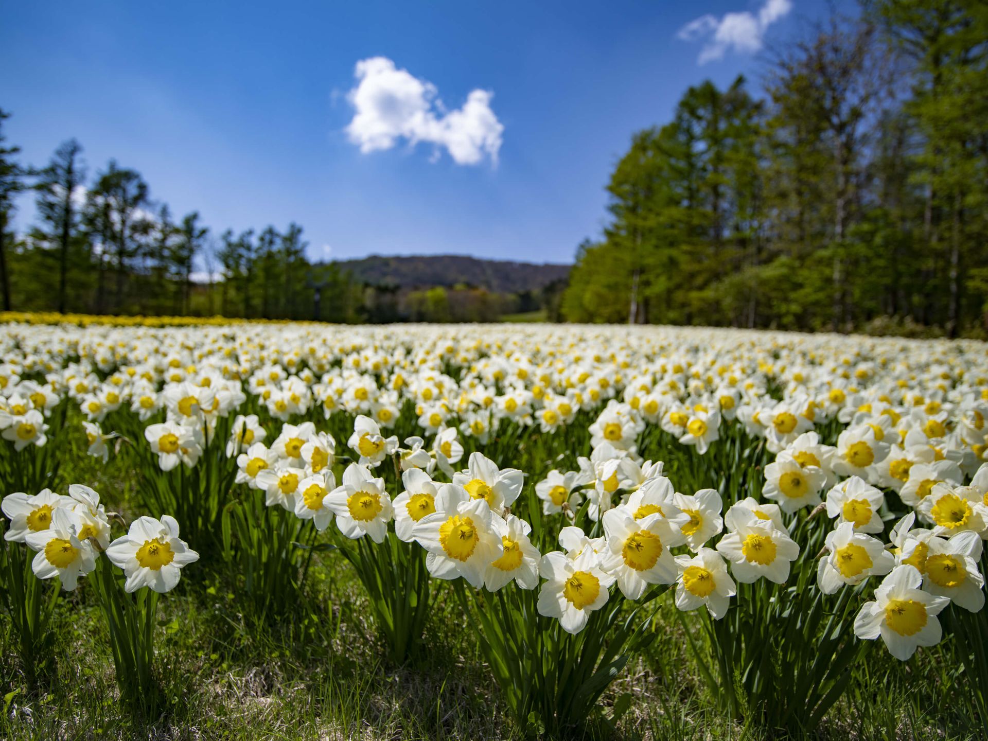 Jonquilles blanches - Papier peint panoramique