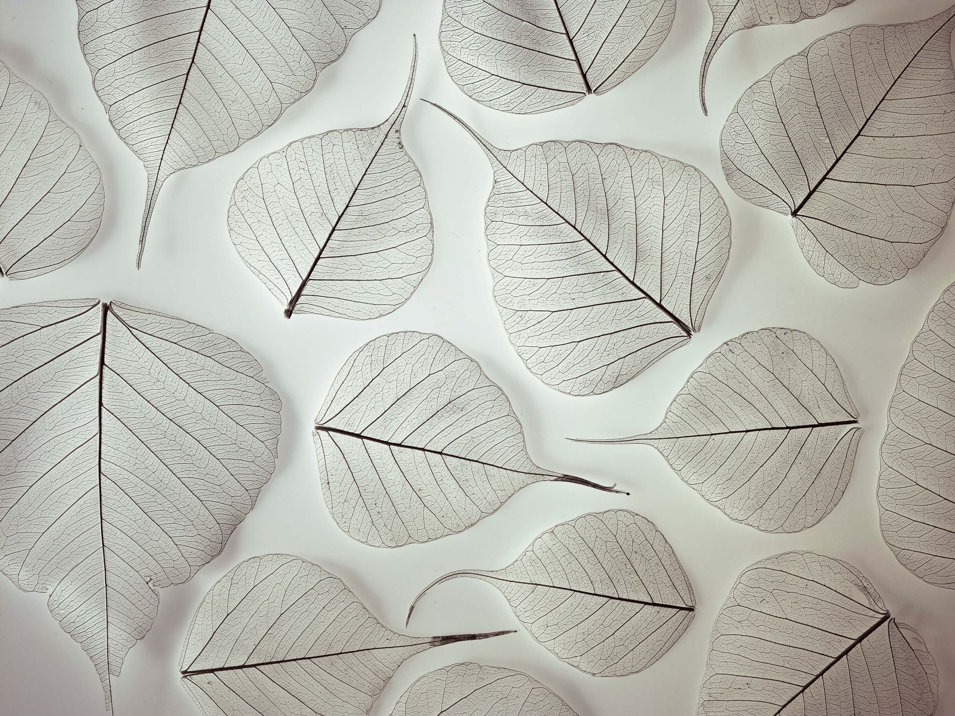 Feuilles 3D