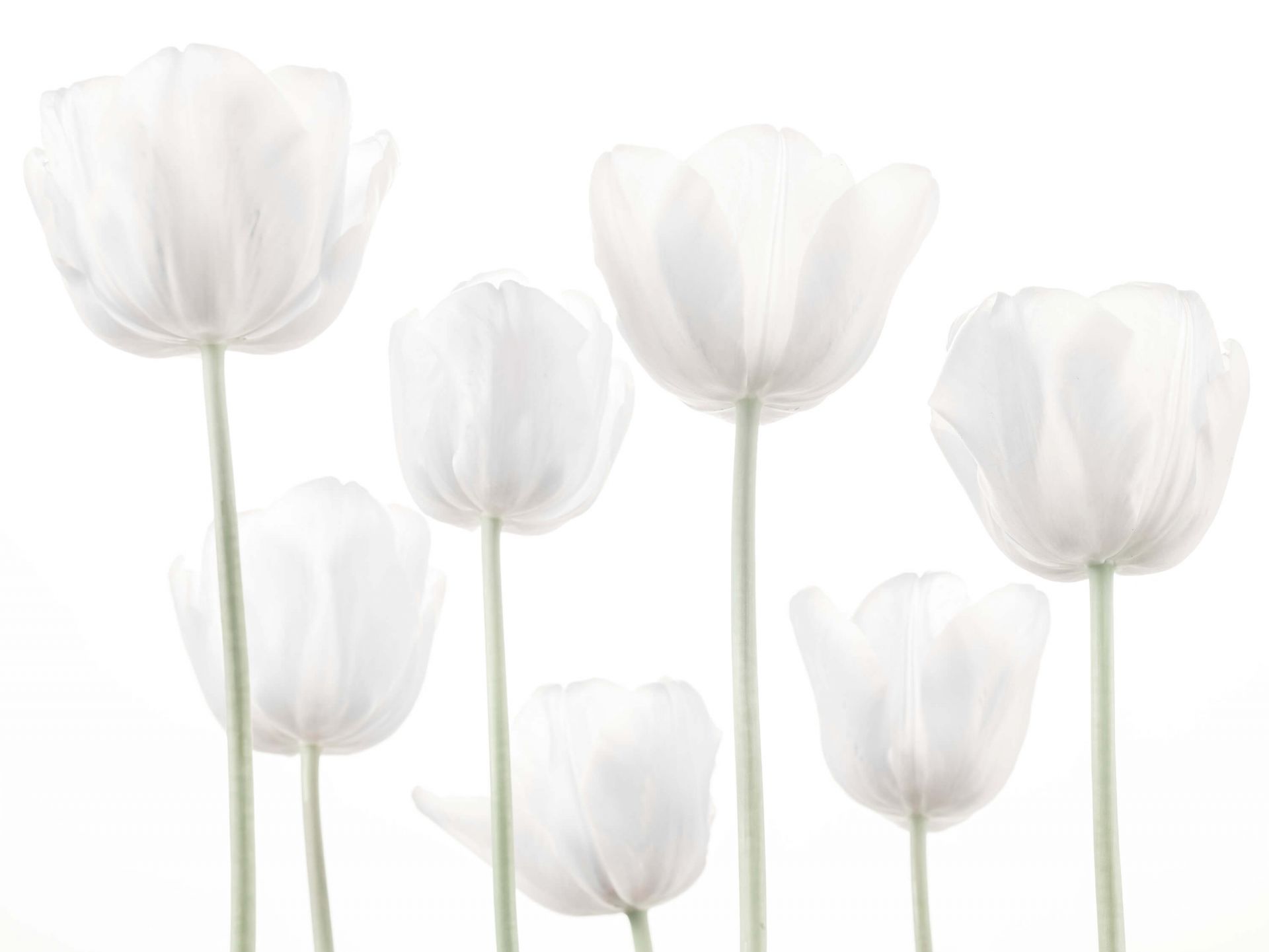 Tulipes blanches