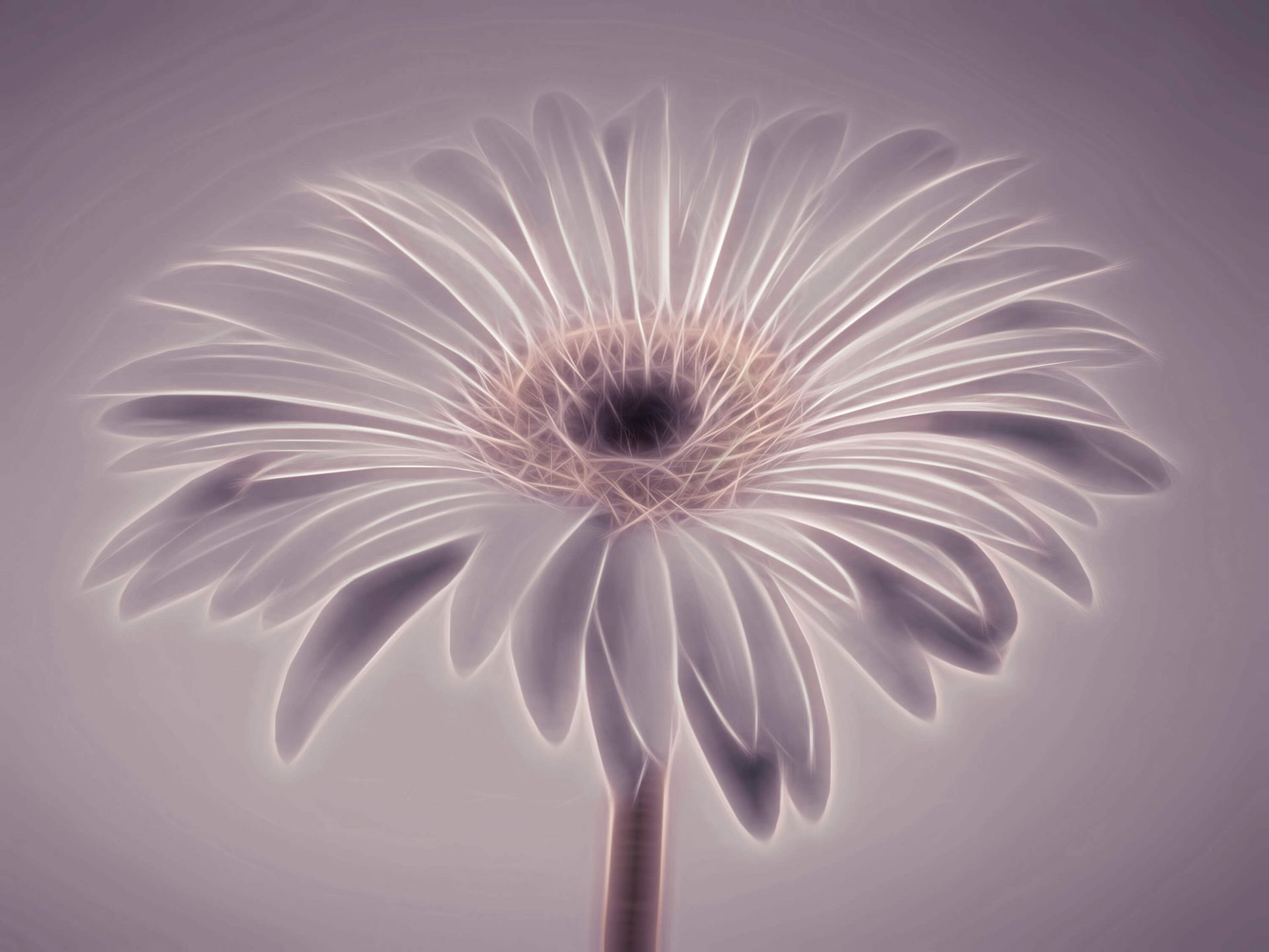 Gerbera