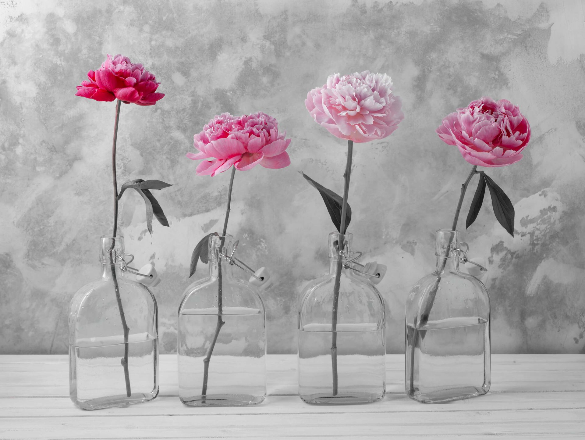 macrophotographie papier peint photo panoramique pivoine rose