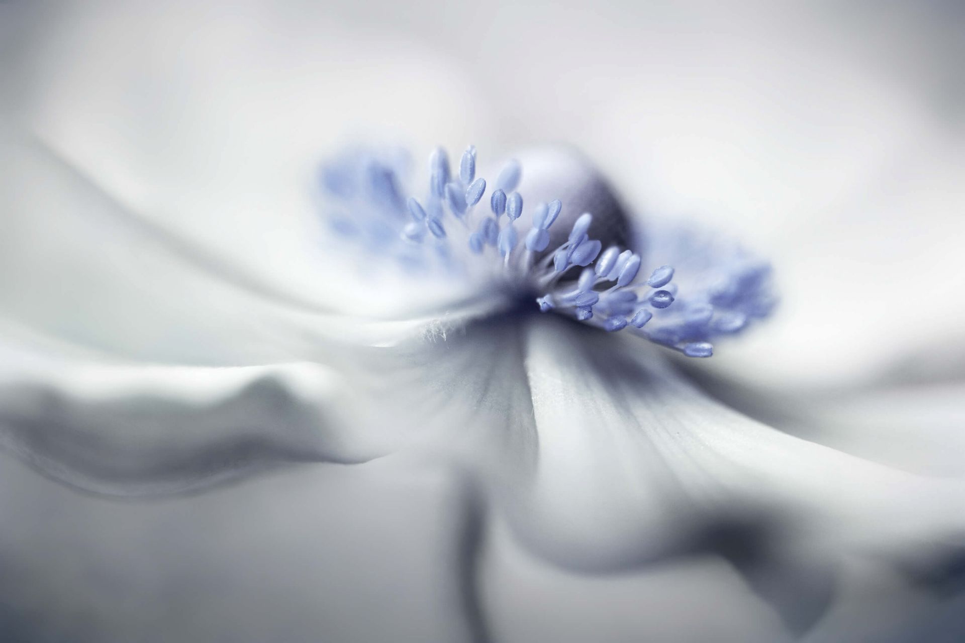 Anemone spirit