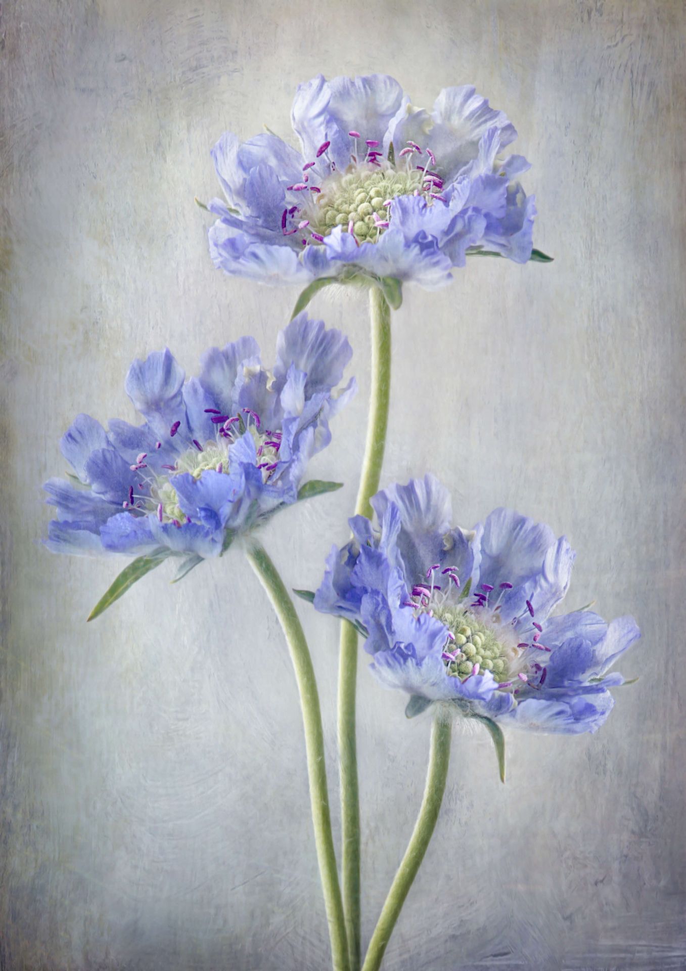 Scabiosa