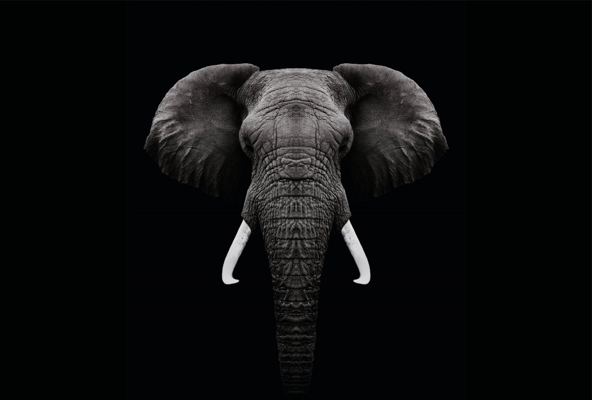 Dark Elephant