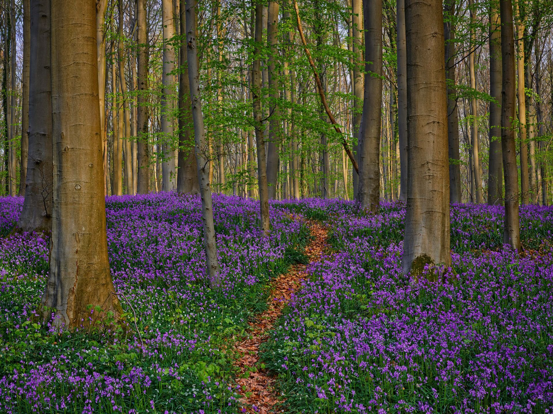 Joli chemin à travers la forêt