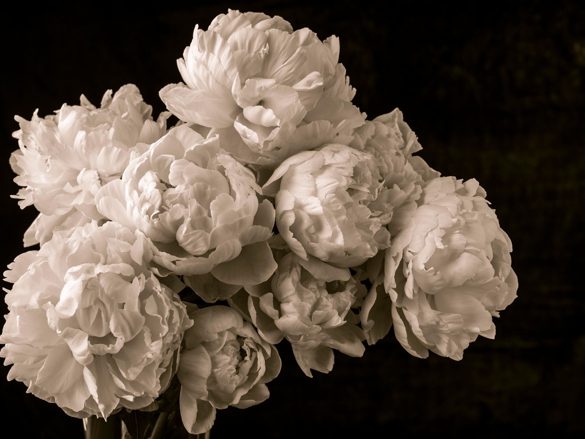 Bouquet&#x20;de&#x20;pivoines&#x20;vintage