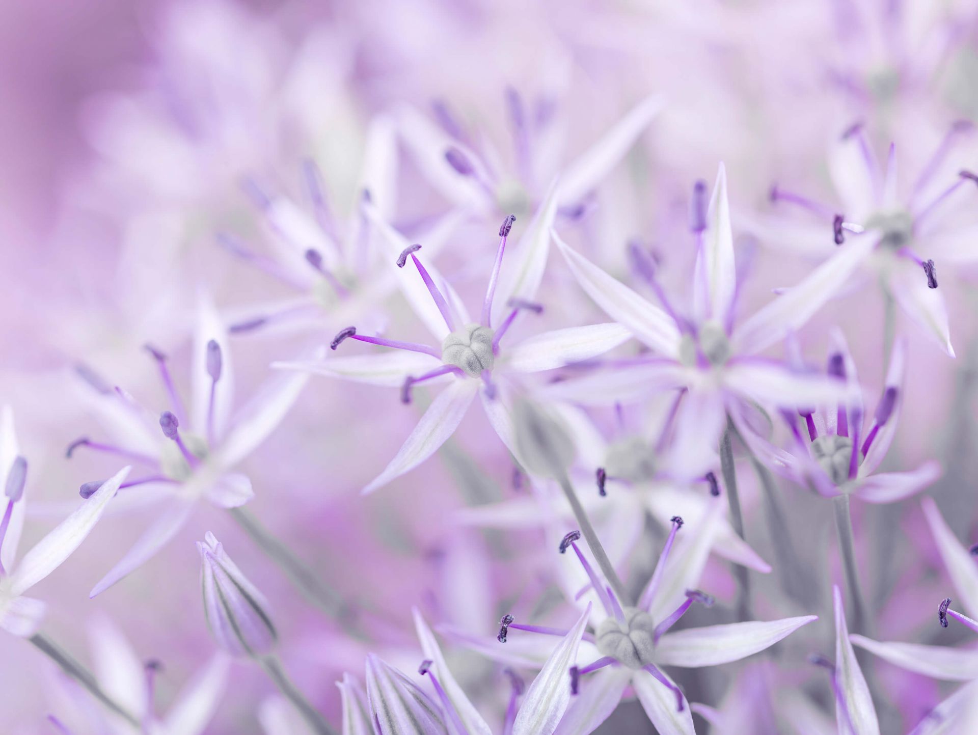 Fleurs d'allium en gros plan