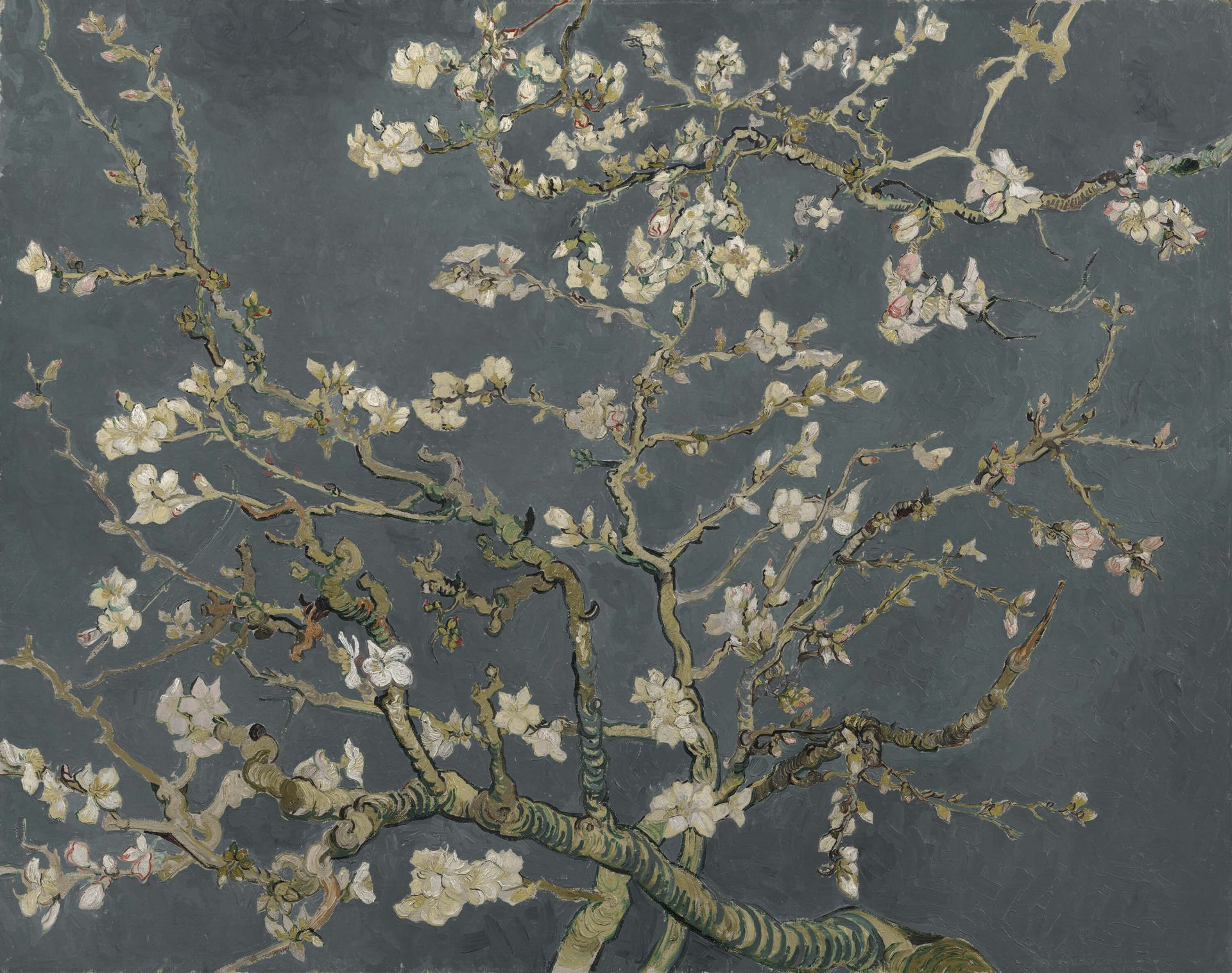 Fleur d'amandier en fleur