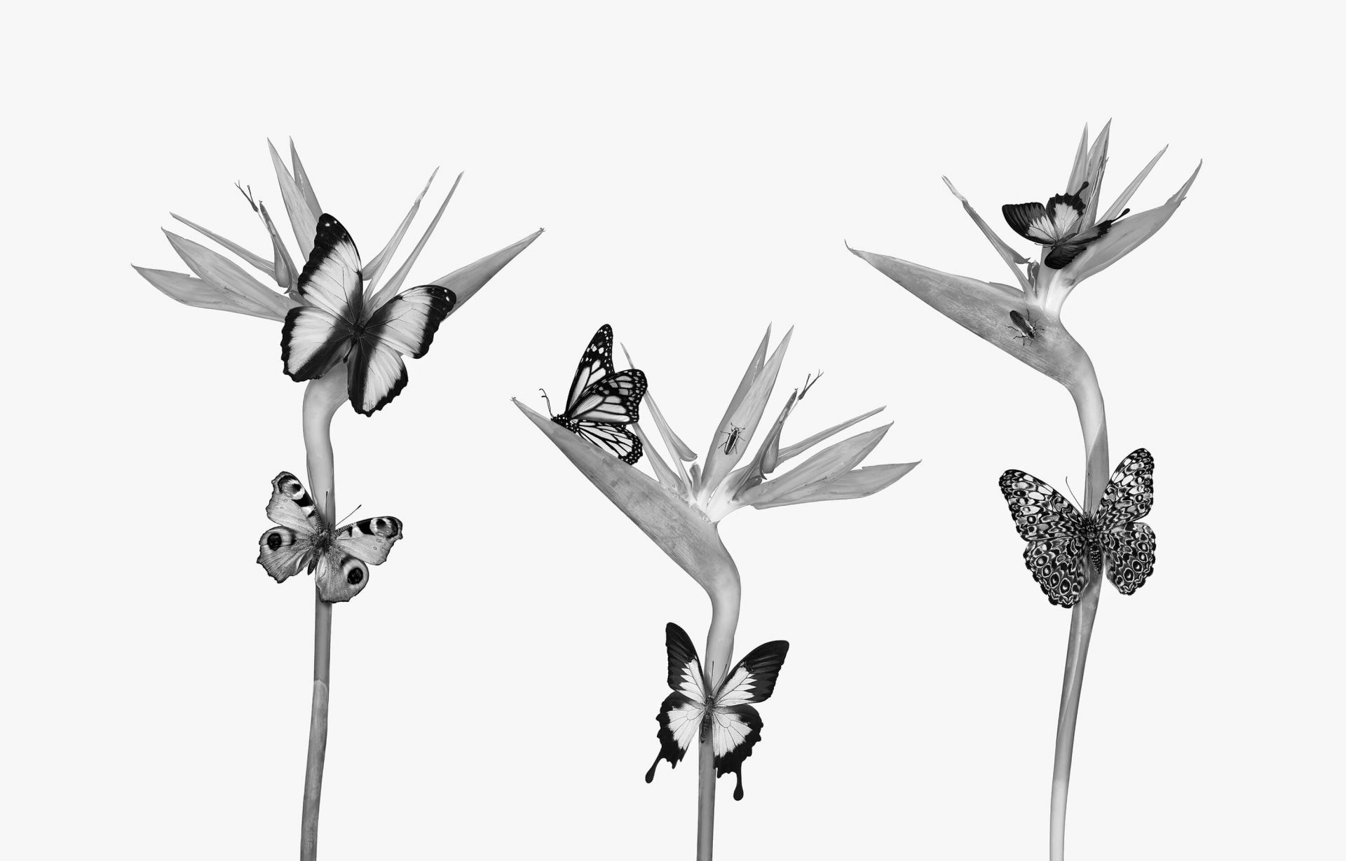 Paire De Tableaux Papillons Fleurs – Toile Grise Et Blanche – Déco Murale Zen Contemporaine