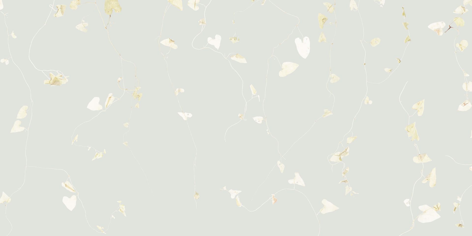 Charme commun brumeux