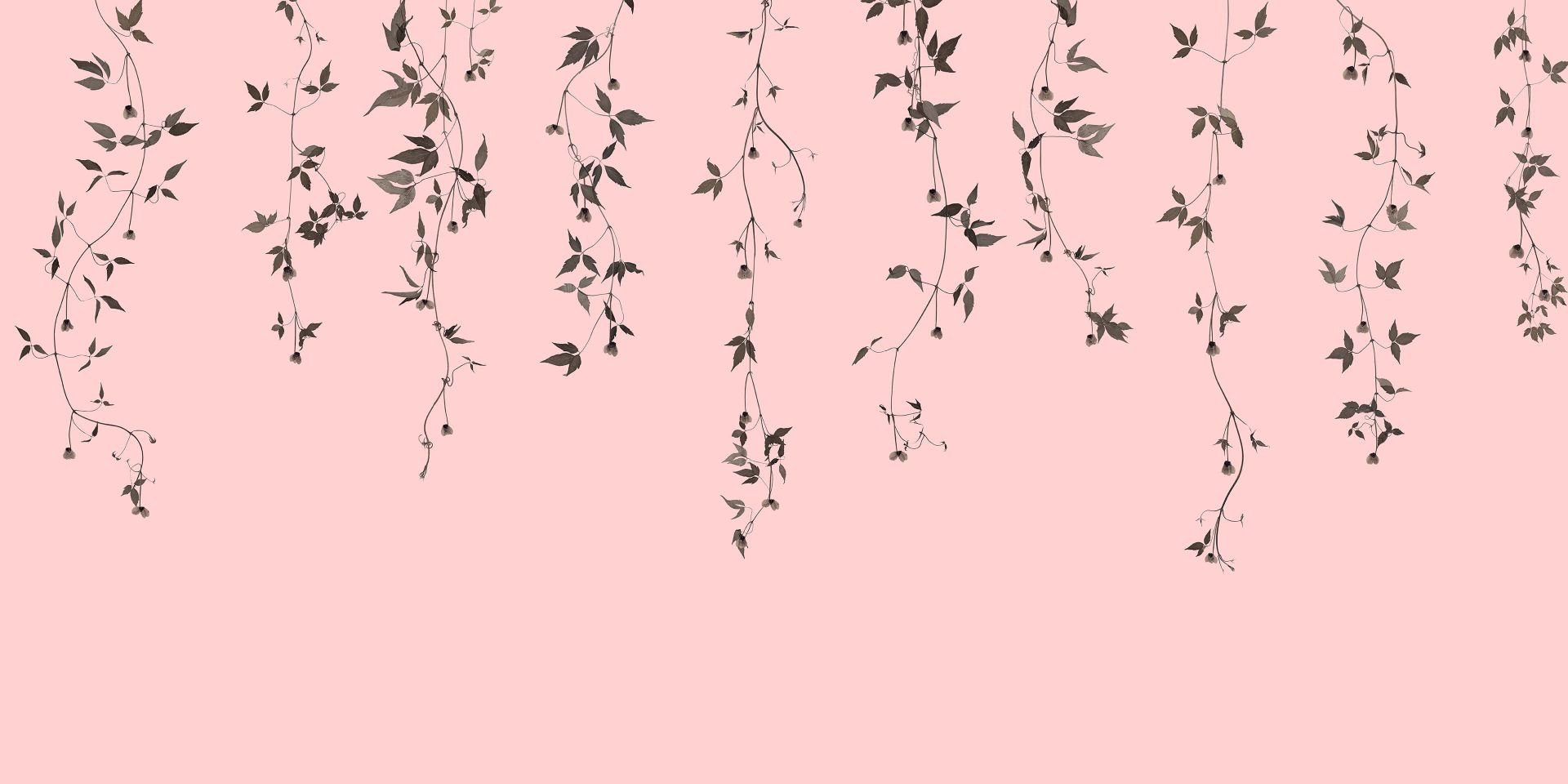 Brins de clématite rose