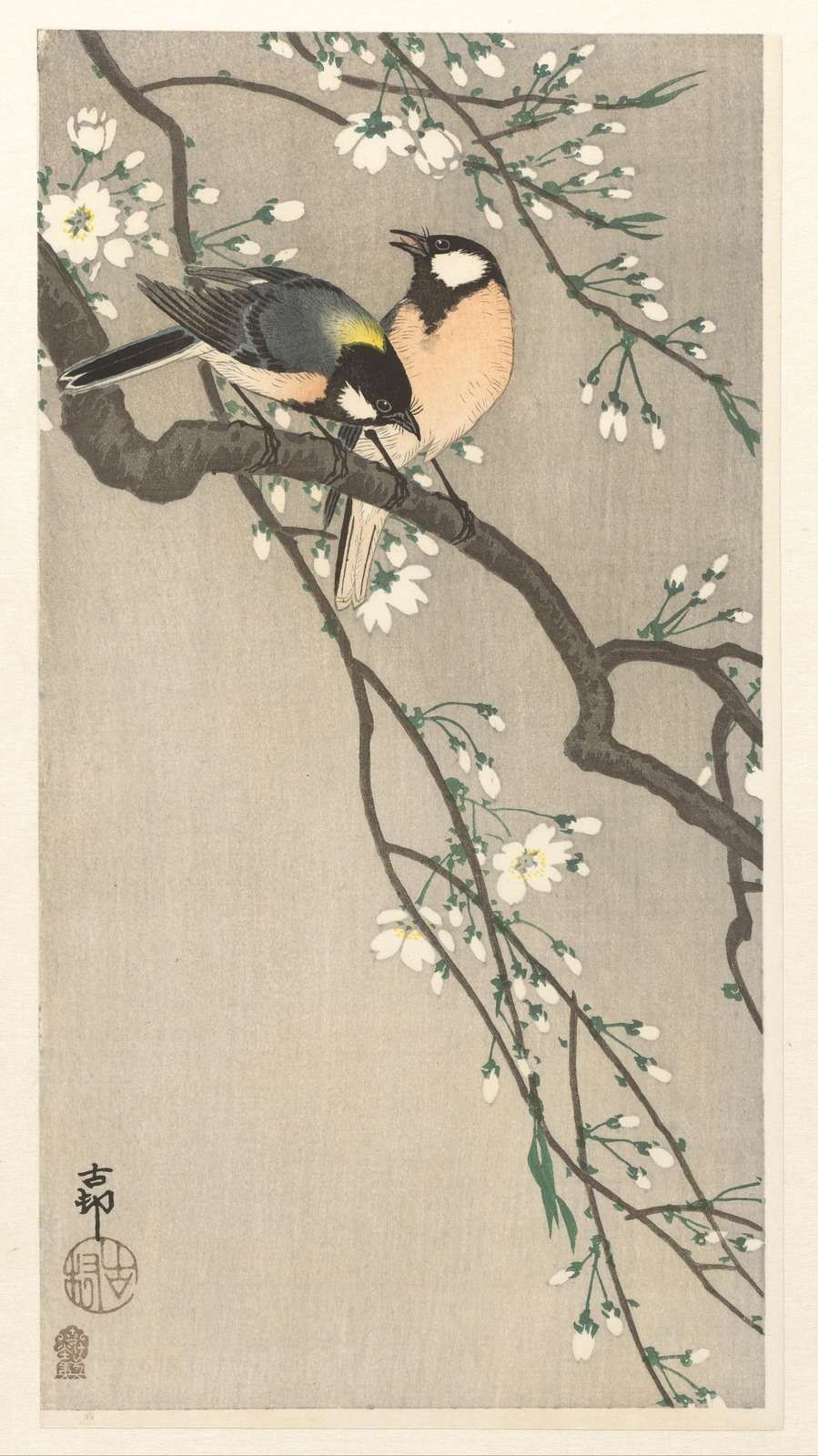 Nénés sur une branche fleurie