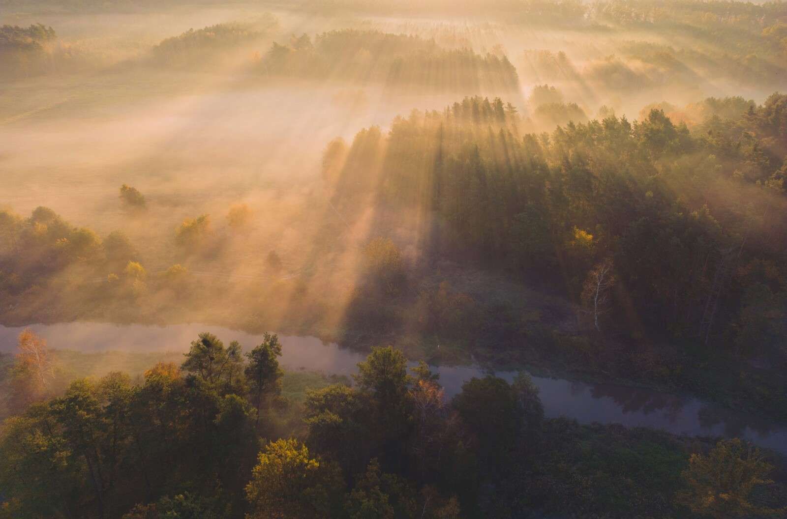 Brume matinale rêveuse dans la nature