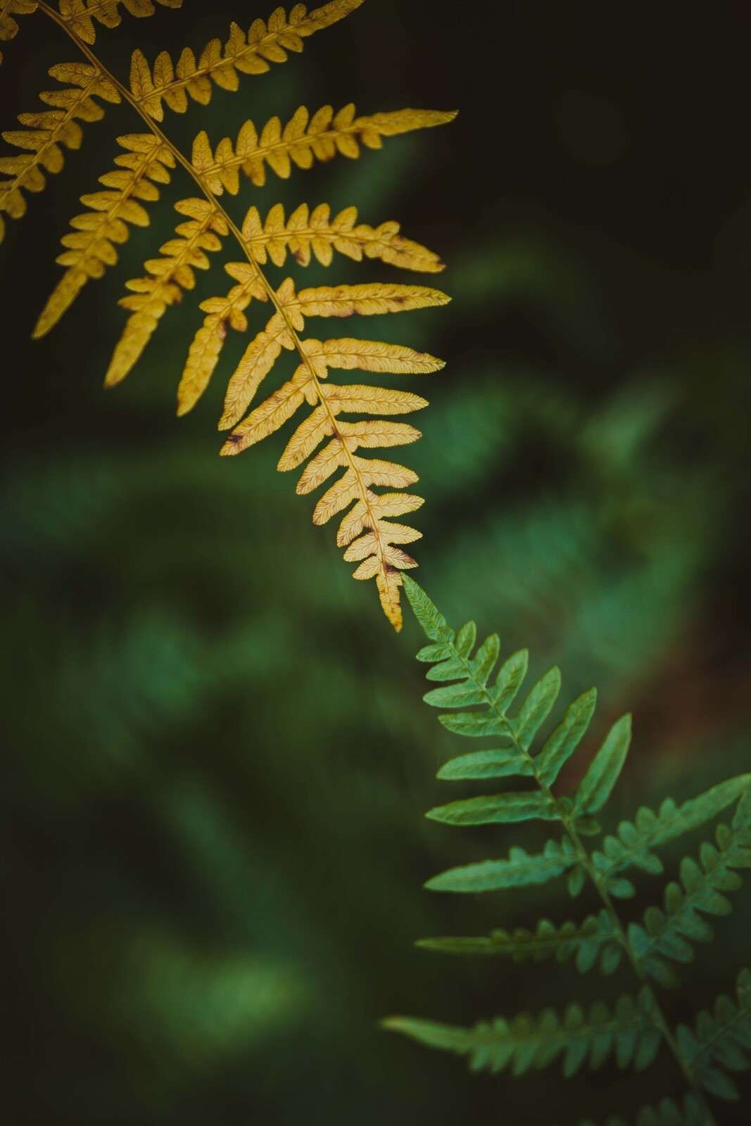 Rencontre des Saisons