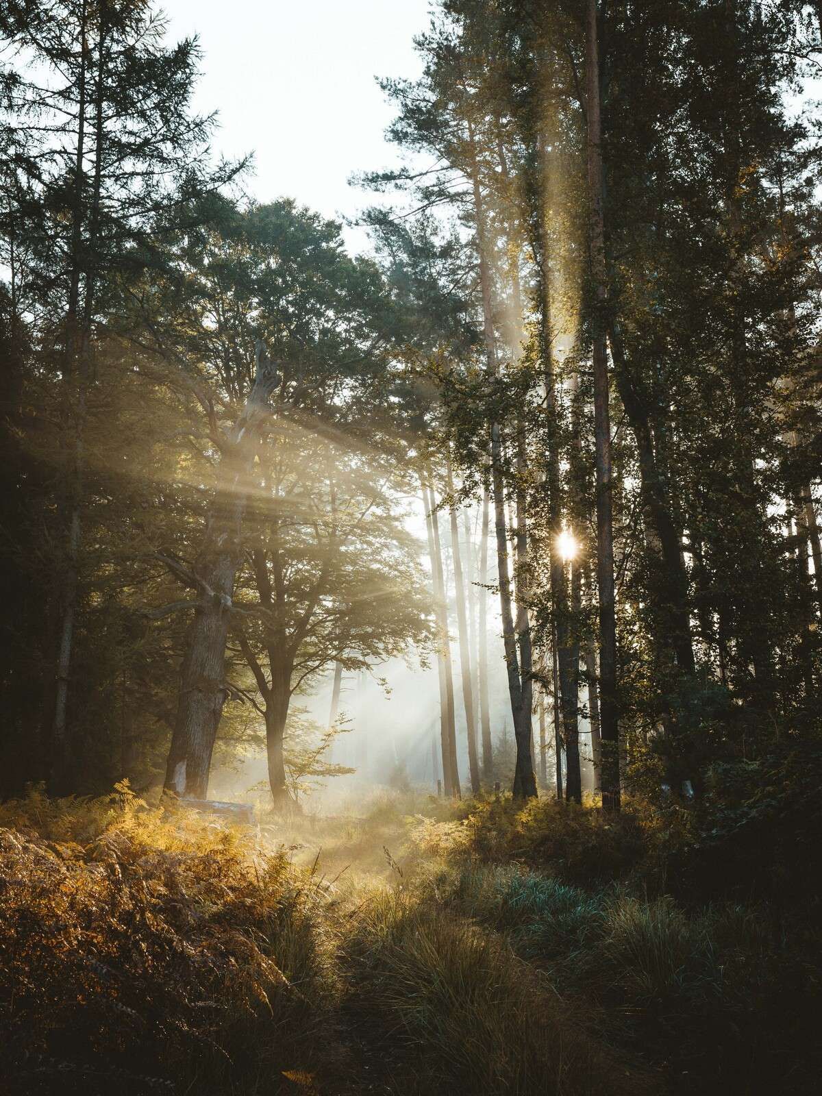 Lumière du matin éclatante à travers la forêt