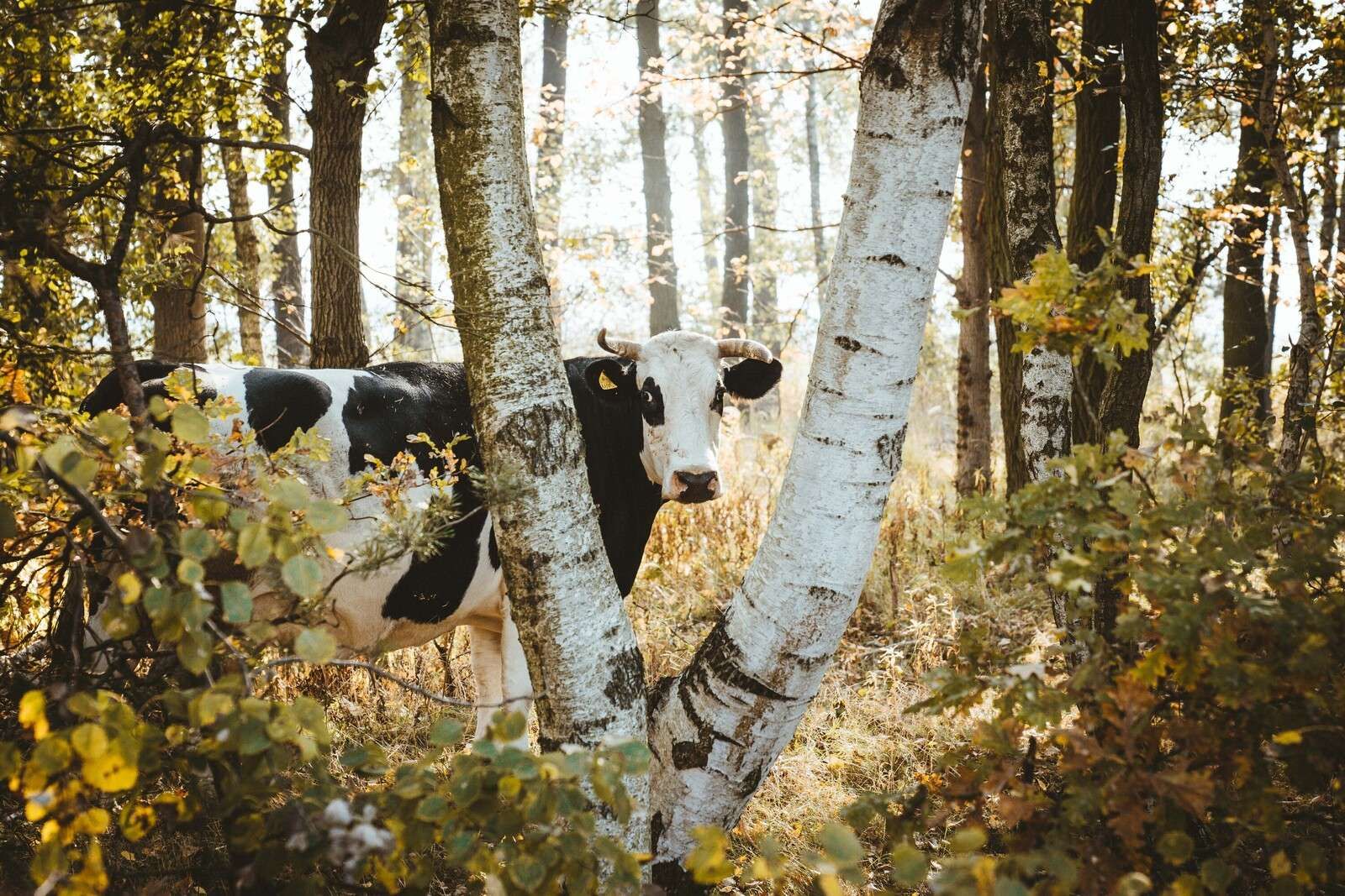 Vache curieuse dans la forêt