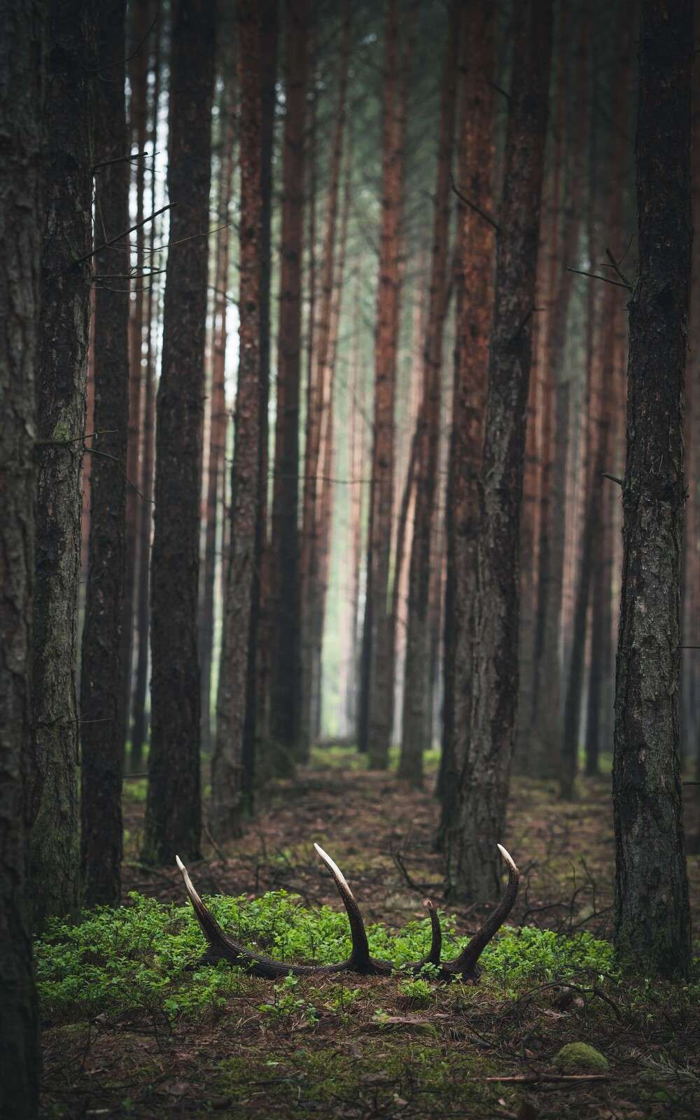 Sauvage&#x20;et&#x20;Myst&#xE8;re&#x20;entre&#x20;les&#x20;Arbres