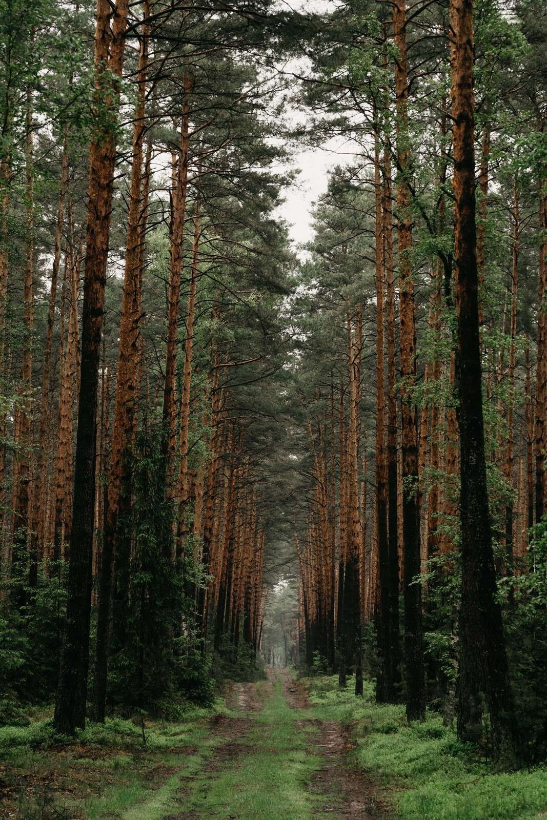 Symétrie de la Forêt