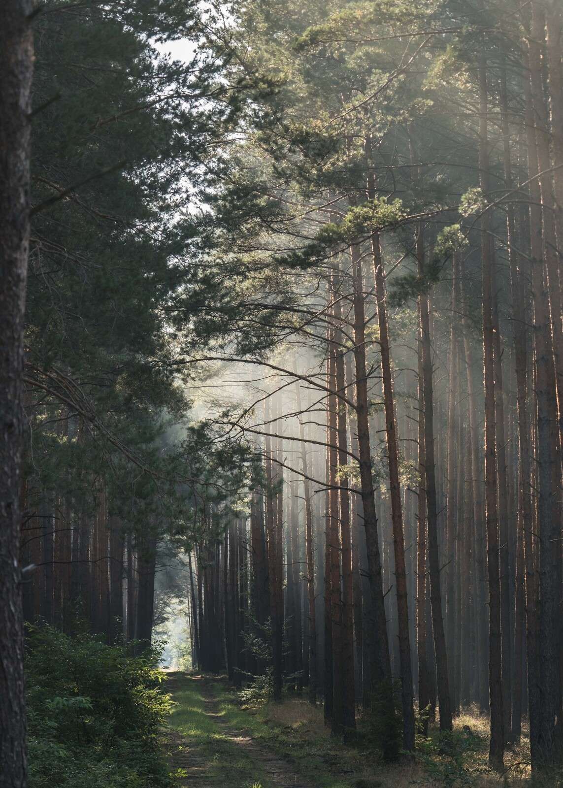 Lueur d'automne dans la forêt