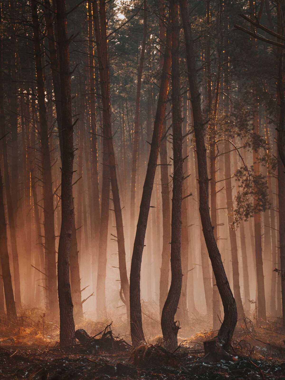 Transition des Saisons