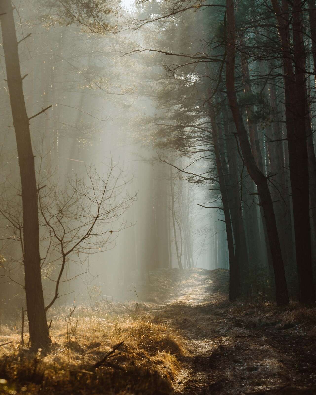 Rayons de lumière à travers la forêt