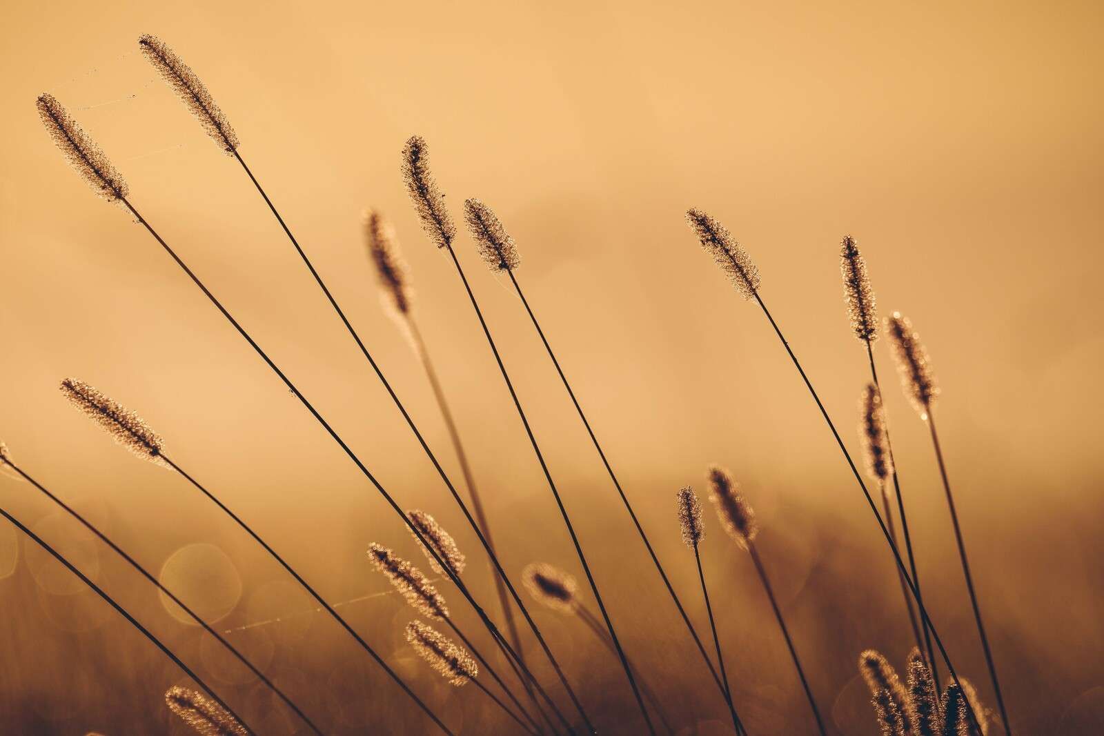 Herbe Murmurante dans le Soleil du Matin