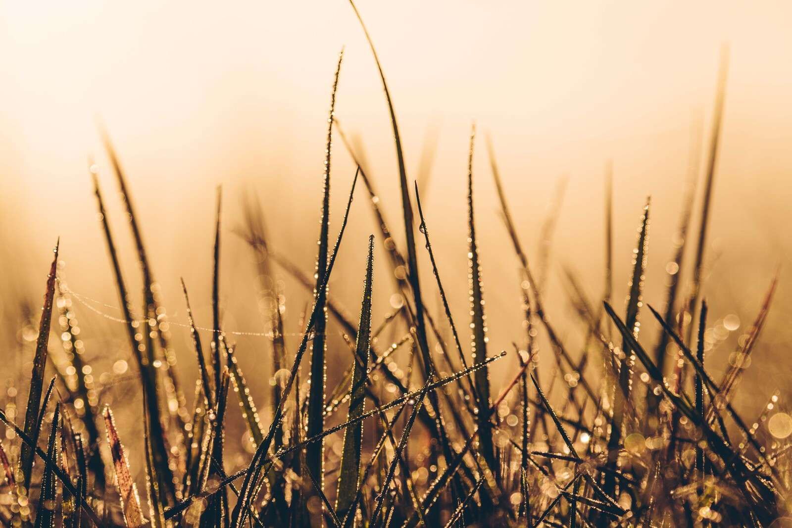 Herbe de rosée étincelante