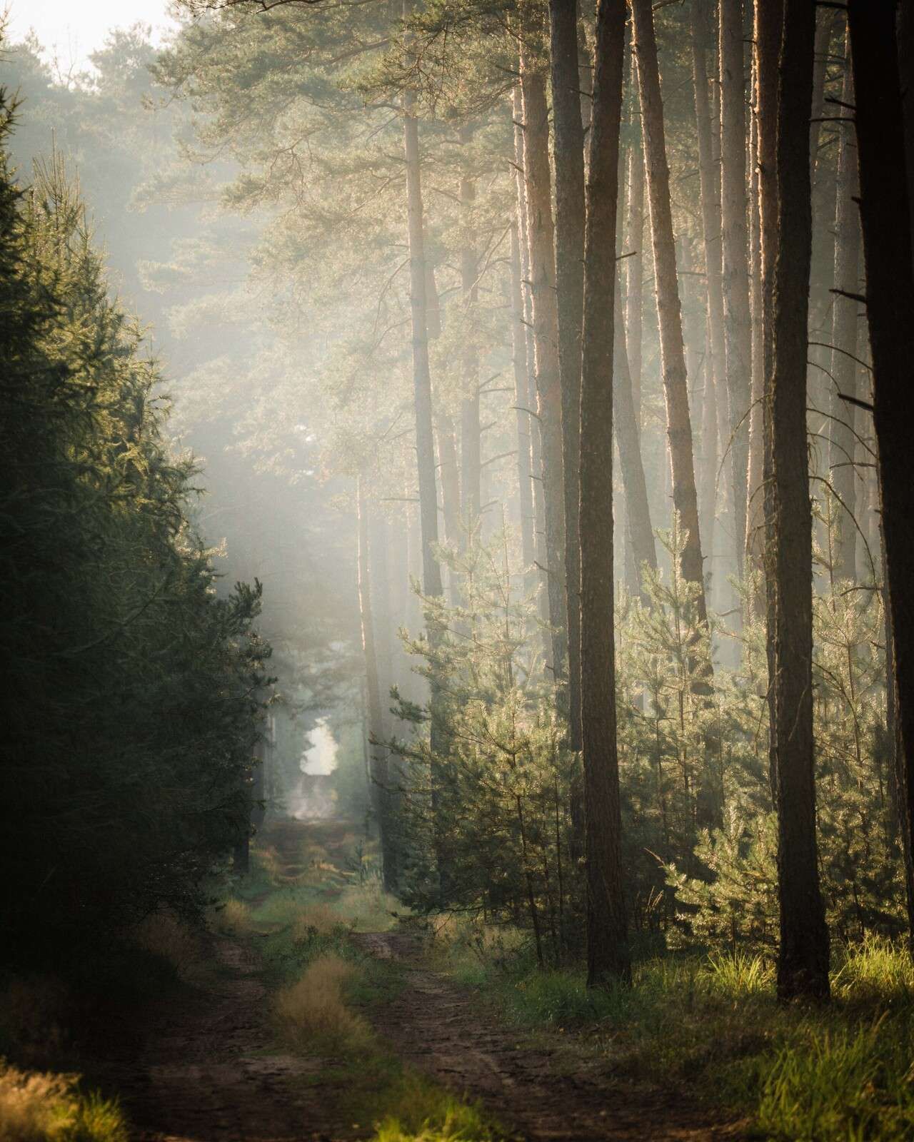 Jeu de lumière dans la forêt de pins