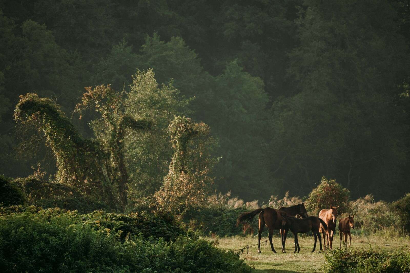 Chevaux dans la Forêt Enchantée
