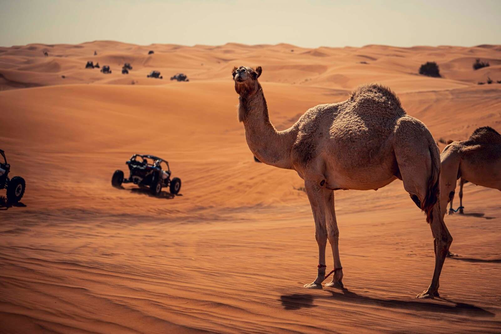 Aventure tout-terrain dans le désert