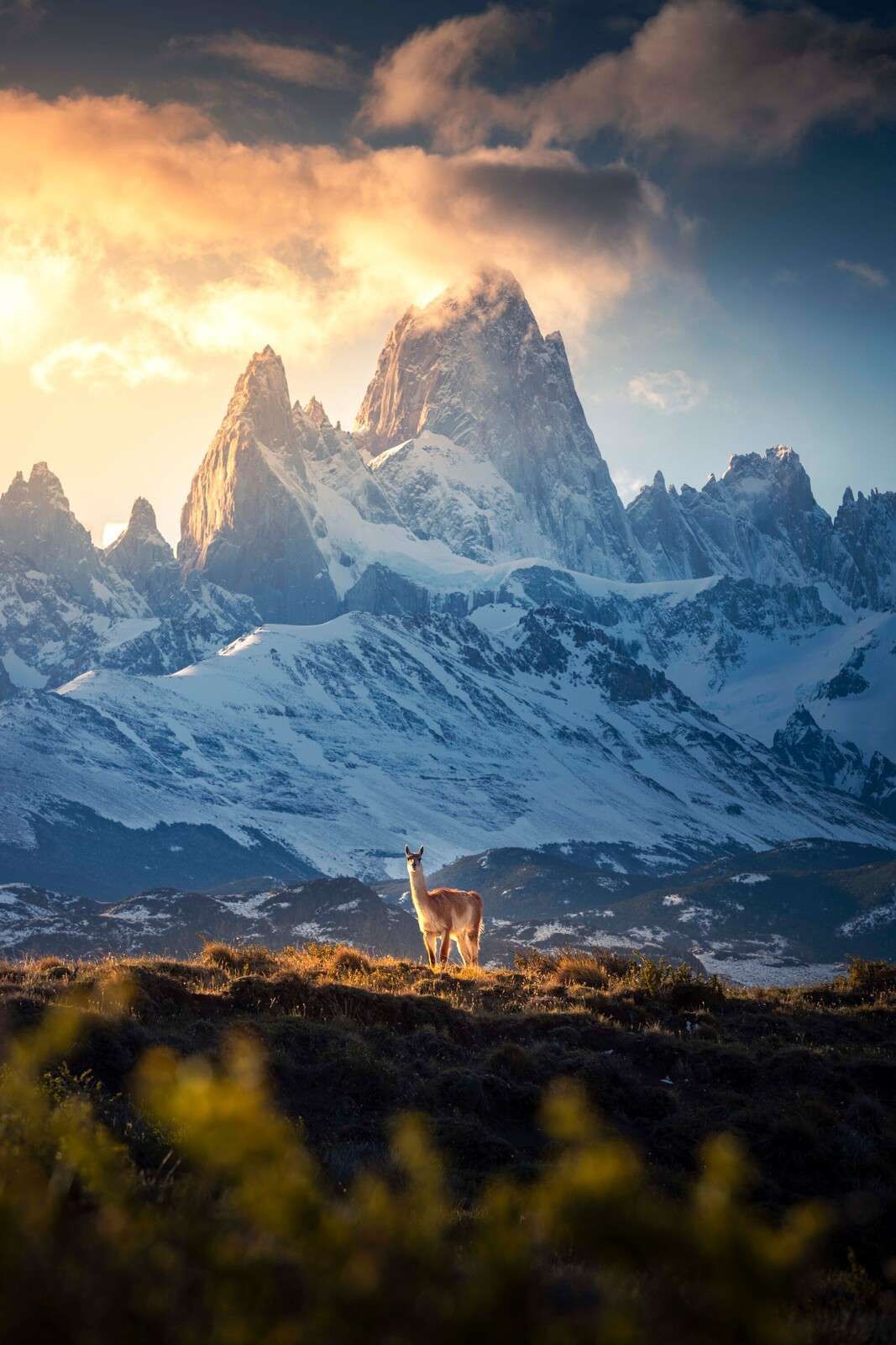 Guanaco devant les sommets enneigés de la Patagonie.