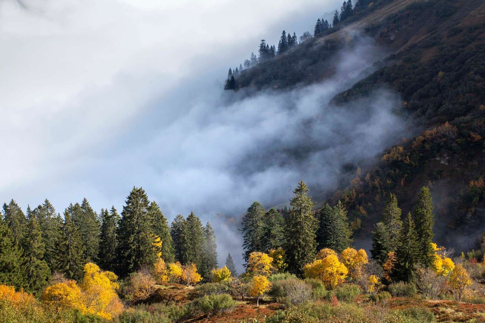 Matin d'automne dans la forêt de montagne brumeuse
