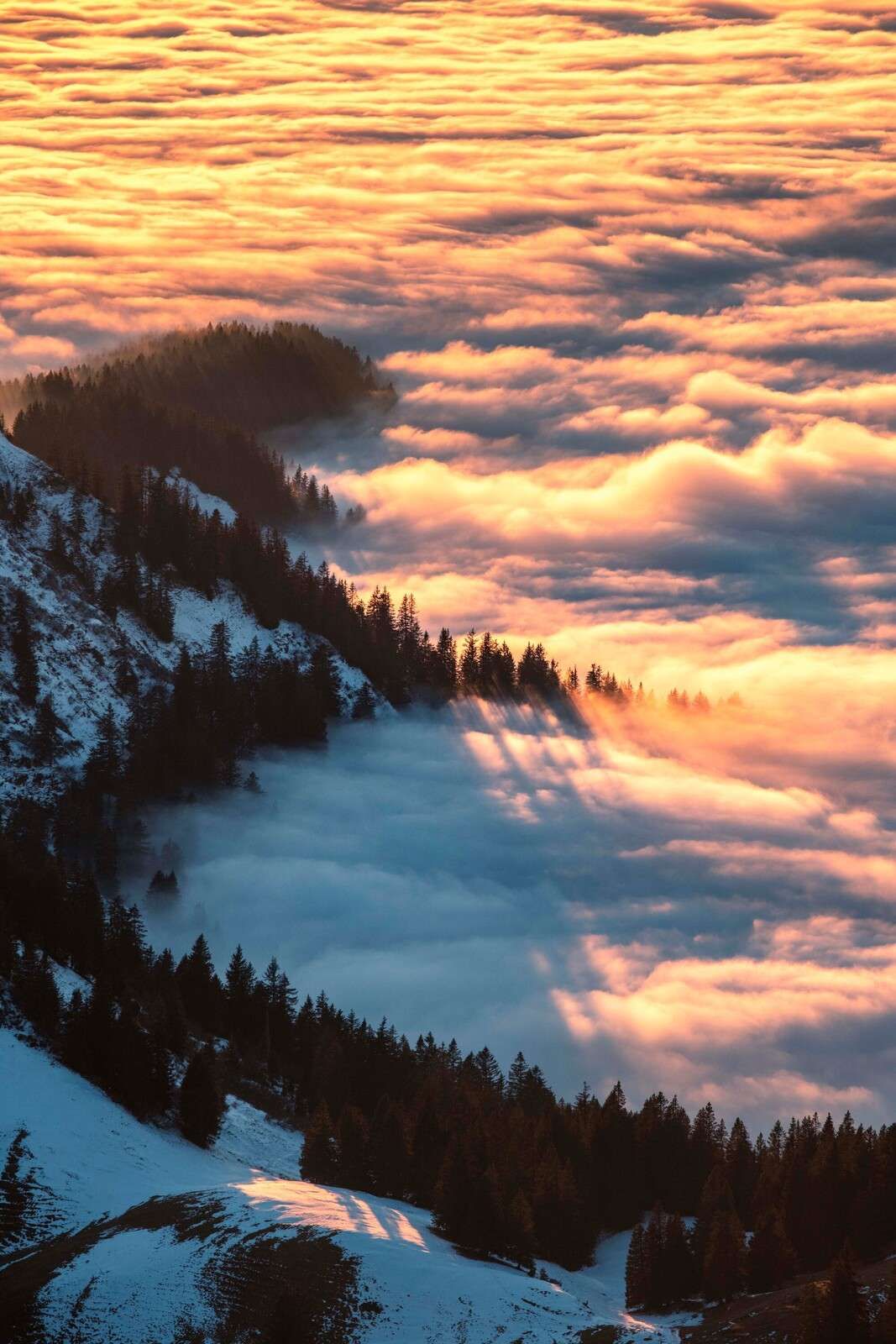 Lueur du matin sur une forêt de montagne brumeuse