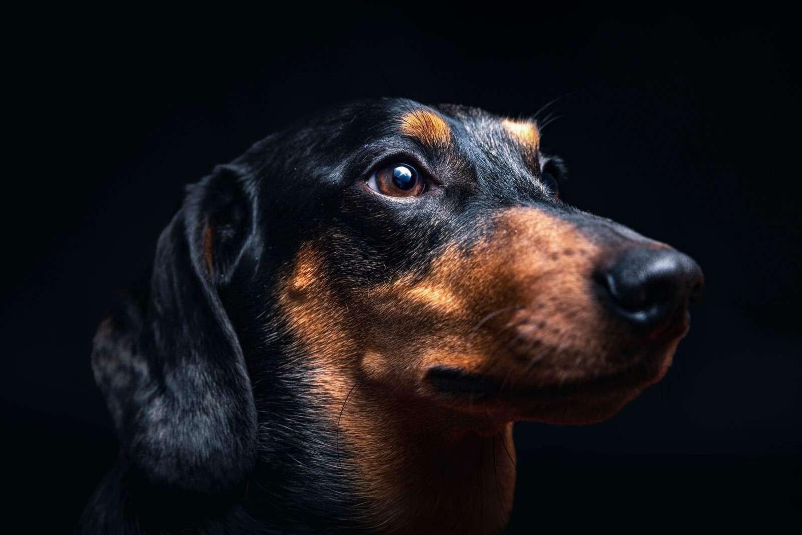 Portrait de fier teckel